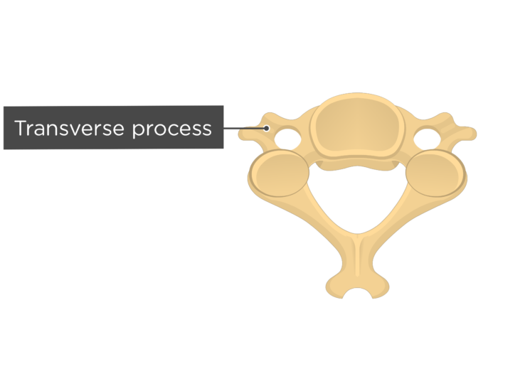 Cervical Vertebrae Anatomy