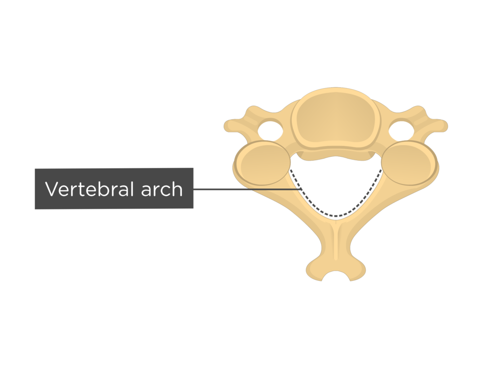 Axis Vertebra Superior View
