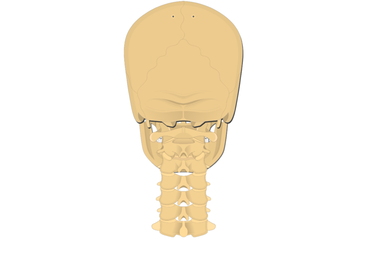 Cervical vertebrae: anatomy and labeled diagram | GetBodySmart