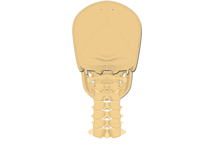 Cervical vertebrae: anatomy and labeled diagram | GetBodySmart Cervical vertebrae: anatomy and labeled diagram | GetBodySmart