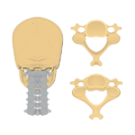 Featured image of the inferior and superior view of a cervical vertebra.