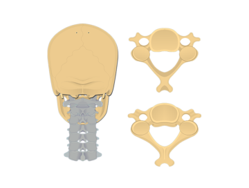 Featured image of the inferior and superior view of a cervical vertebra.