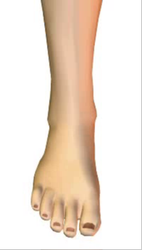 Foot dorsiflexion (3) By Extensor Digitorum Longus Muscle