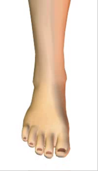 Foot dorsiflexion (3) By Extensor Digitorum Longus Muscle
