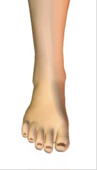 Foot dorsiflexion (4) By Extensor Digitorum Longus Muscle