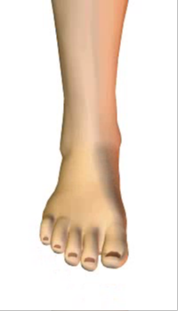 Foot dorsiflexion (5) By Extensor Digitorum Longus Muscle