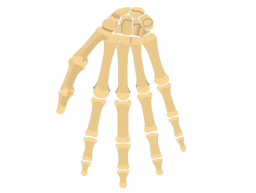 Image vedette de la main et du poignet