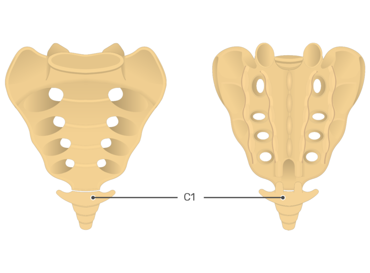 Sacrum and Coccyx Anatomy