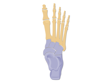 Superior view of the foot showing tarsal bones anatomy