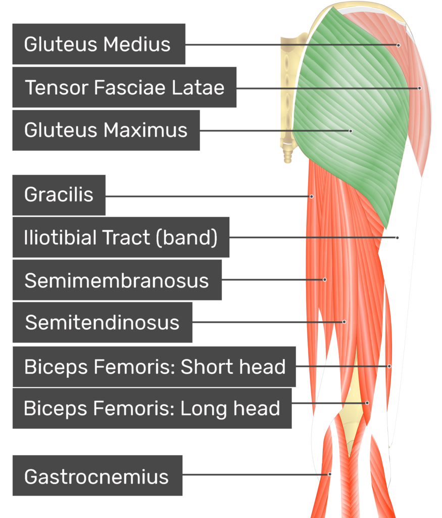 Gluteus maximus - Origin, insertion and actions