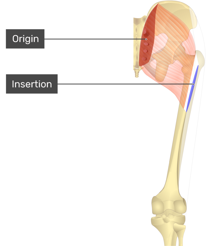 Gluteus Maximus Muscle, Its Attachments and Actions - Yoganatomy