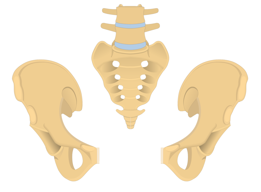 anterior and posterior view of the coccyx, sacrum, and two os coxae forming the bony pelvis - animation slide