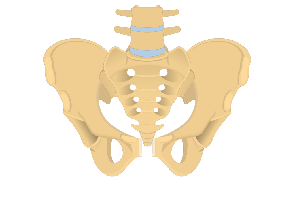 anterior and posterior view of the coccyx, sacrum, and two os coxae forming the bony pelvis - animation slide