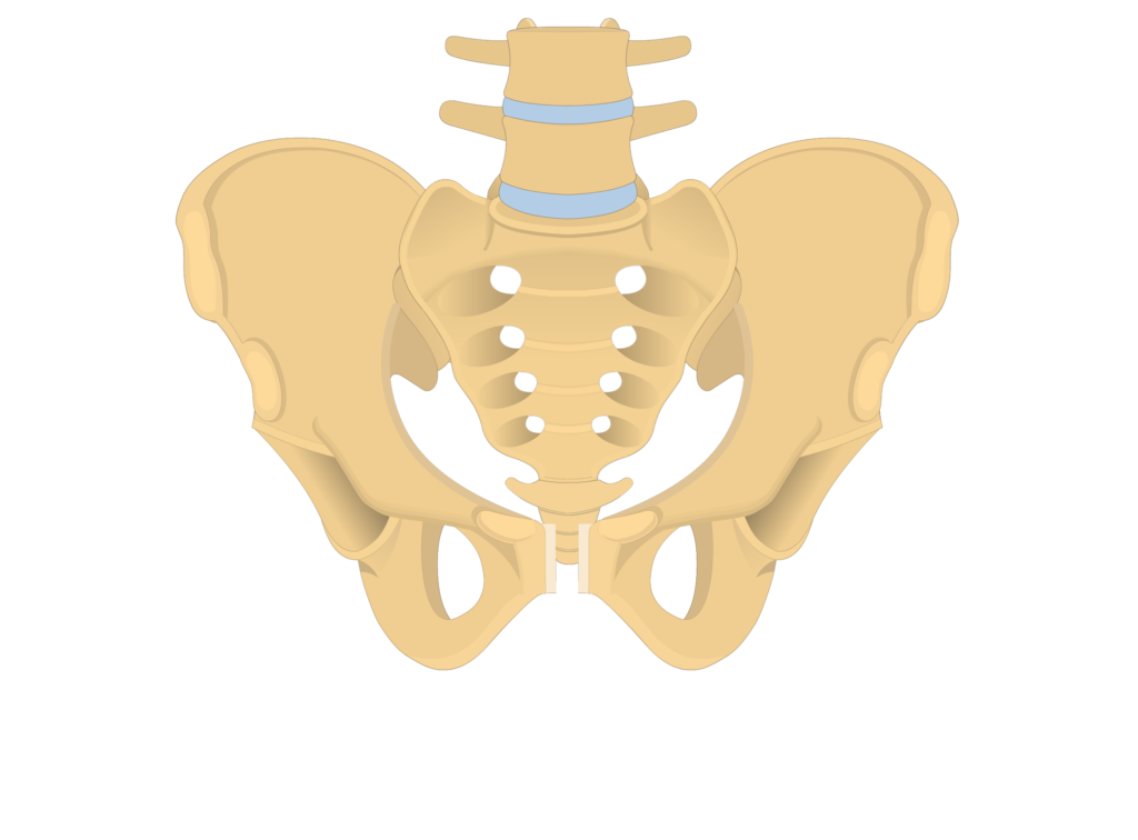 anterior and posterior view of the coccyx, sacrum, and two os coxae forming the bony pelvis - animation slide