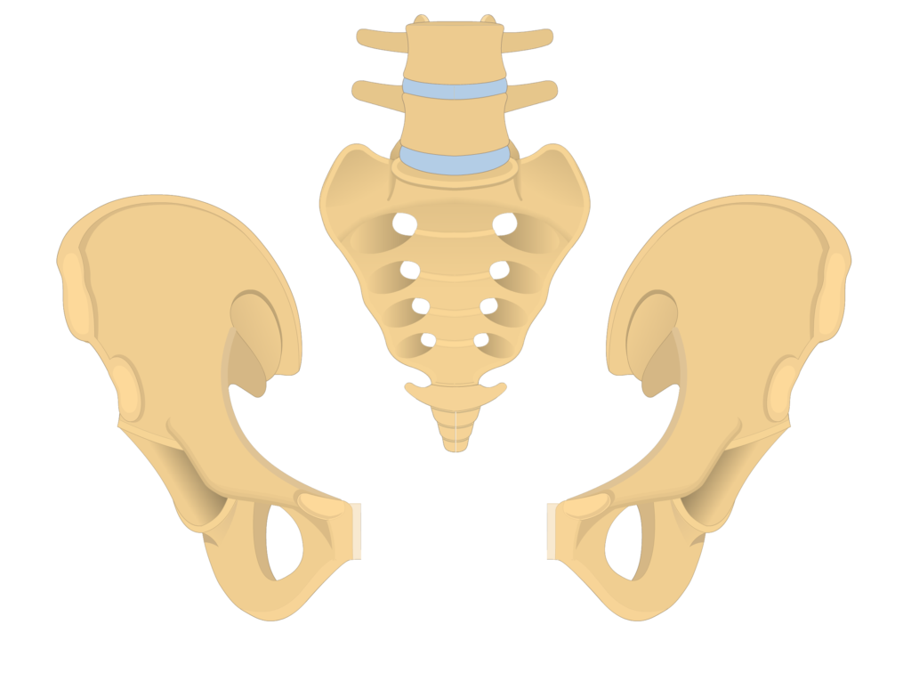 anterior and posterior view of the coccyx, sacrum, and two os coxae forming the bony pelvis - animation slide