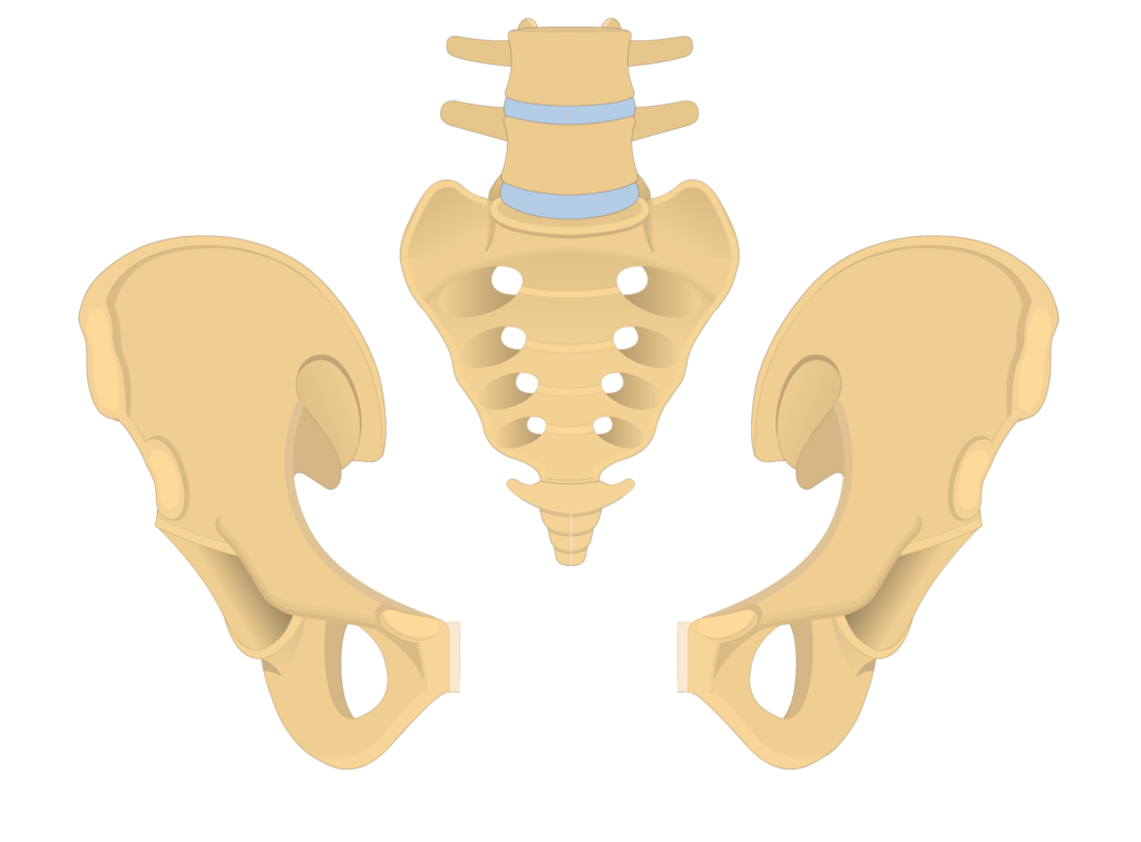 Анатомия крестцово копчикового отдела. Кости крестца анатомия. Кости крестец анатомия человека. Кости копчика человека анатомия.