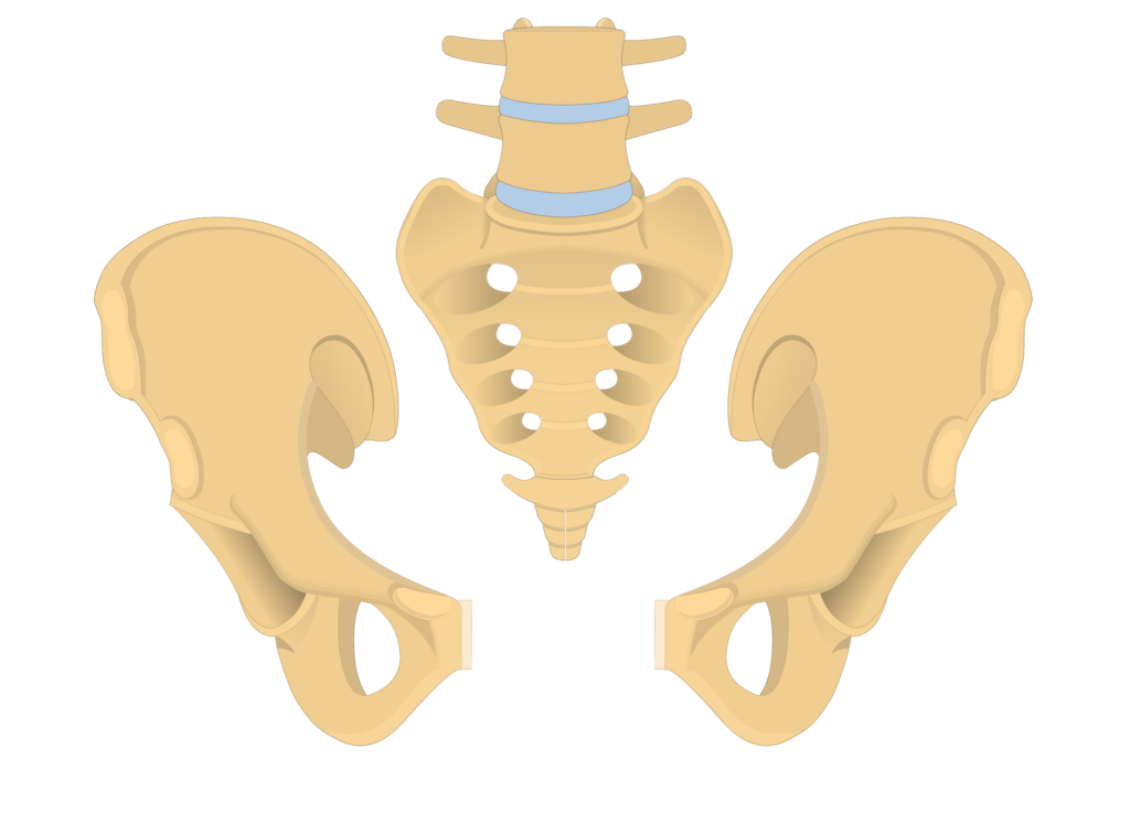 anterior and posterior view of the coccyx, sacrum, and two os coxae forming the bony pelvis - animation slide