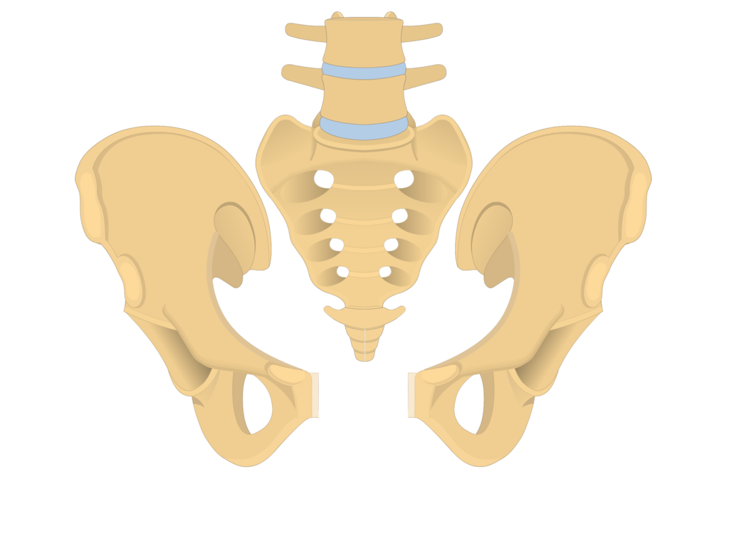 anterior and posterior view of the coccyx, sacrum, and two os coxae forming the bony pelvis - animation slide
