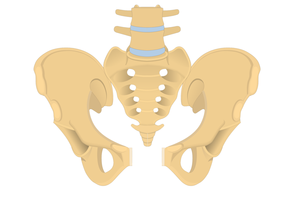 anterior and posterior view of the coccyx, sacrum, and two os coxae forming the bony pelvis - animation slide
