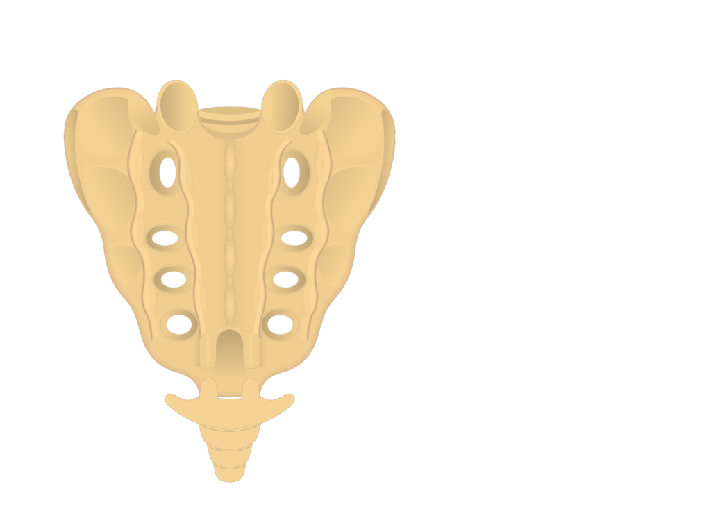 Sacrum And Coccyx Unlabeled