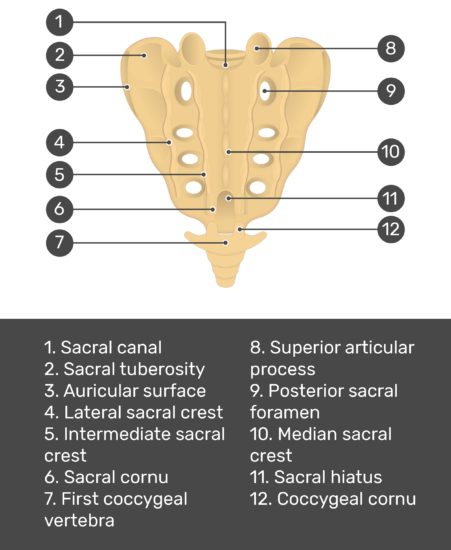 Sacrum and Coccyx Anatomy