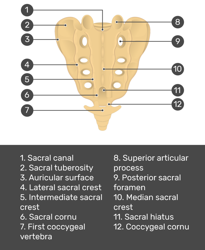 https://www.getbodysmart.com/wp-content/uploads/2017/08/posterior-sacrum-and-coccyx-test-yourself-images-answers-839x1024.png