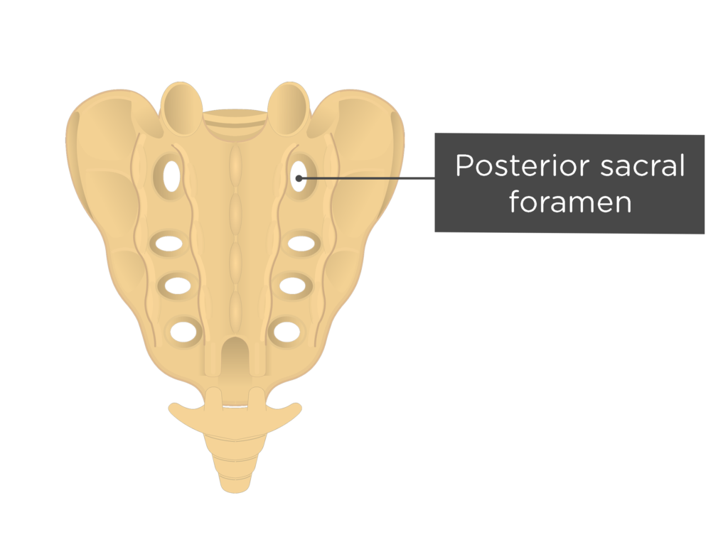 https://www.getbodysmart.com/wp-content/uploads/2017/08/posterior-sacrum-posterior-sacral-foramen-1024x756.png