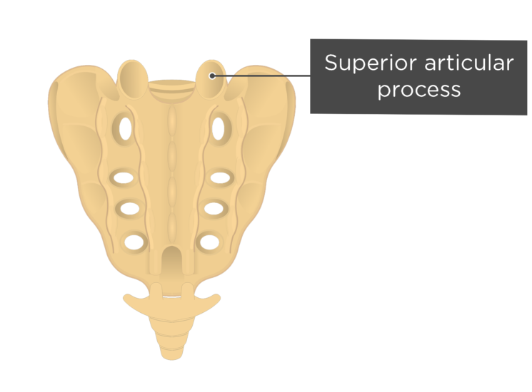 Inferior Articular Process