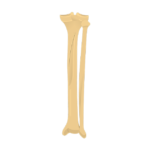 posterior tibia fibula - featured image