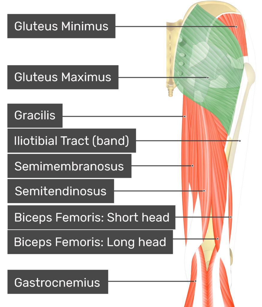 Gluteus Maximus Popular