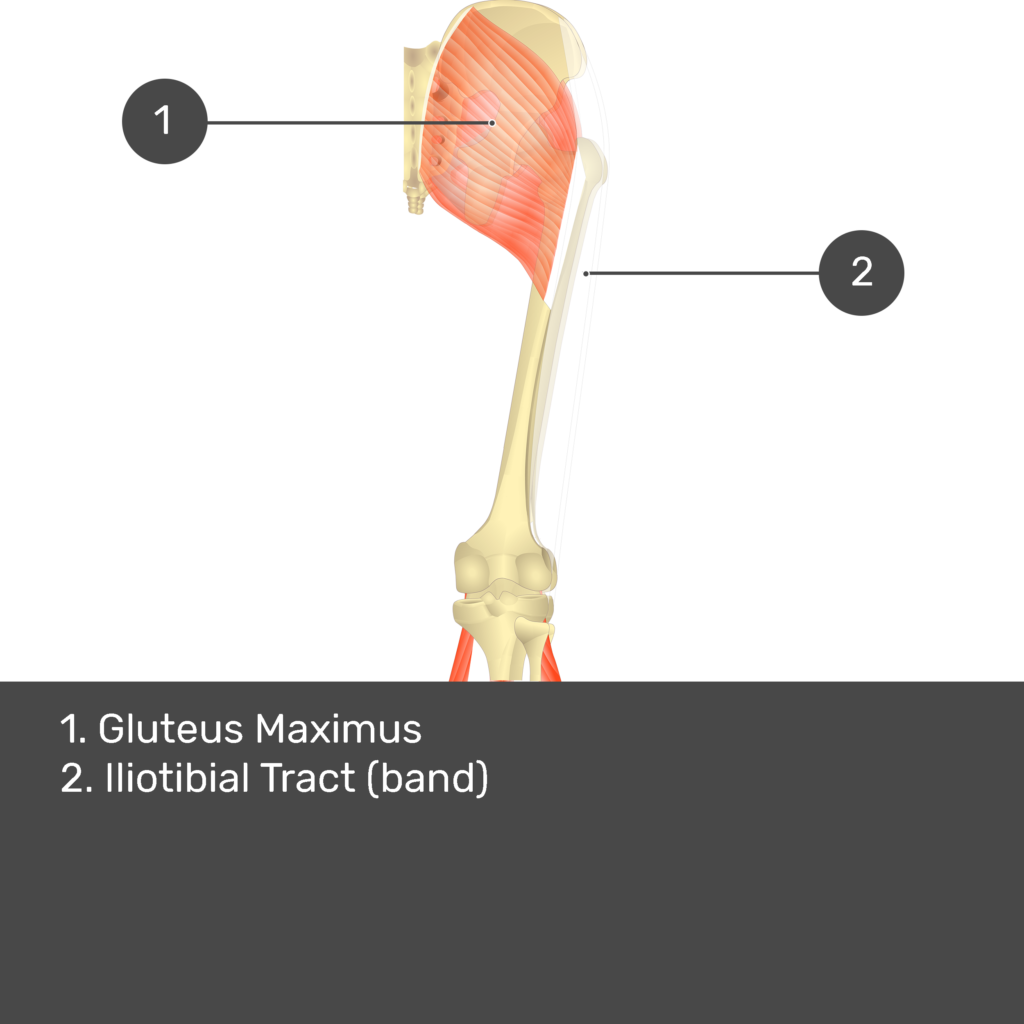 Gluteus maximus - Anatomy - Orthobullets