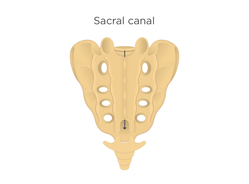 Posterior view of the sacral canal - animation slide