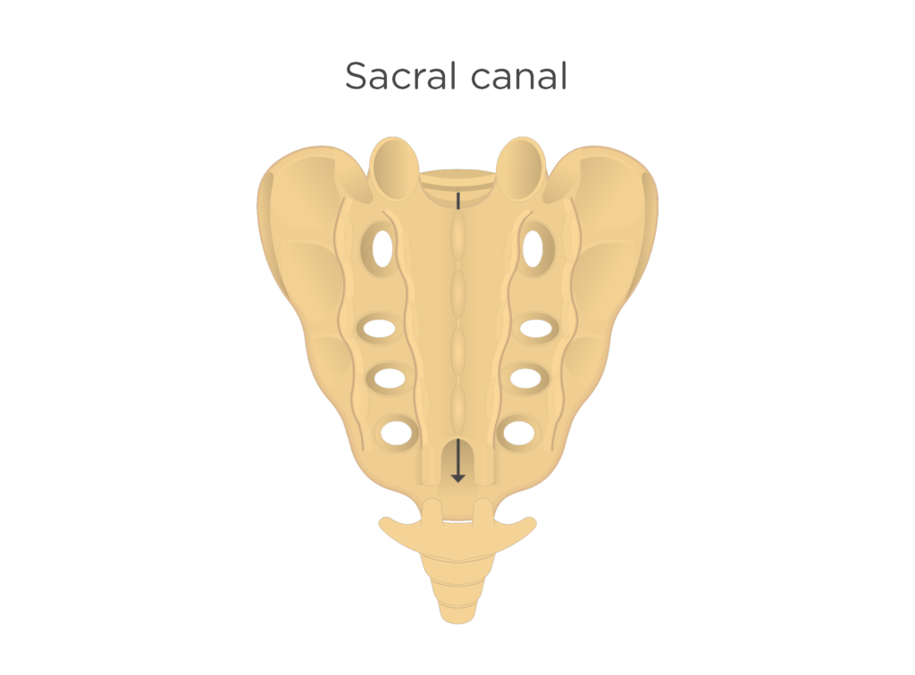Posterior view of the sacral canal - animation slide
