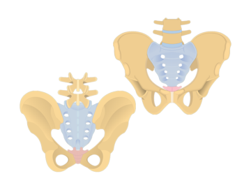 featured image showing the sacrum and coccyx bones