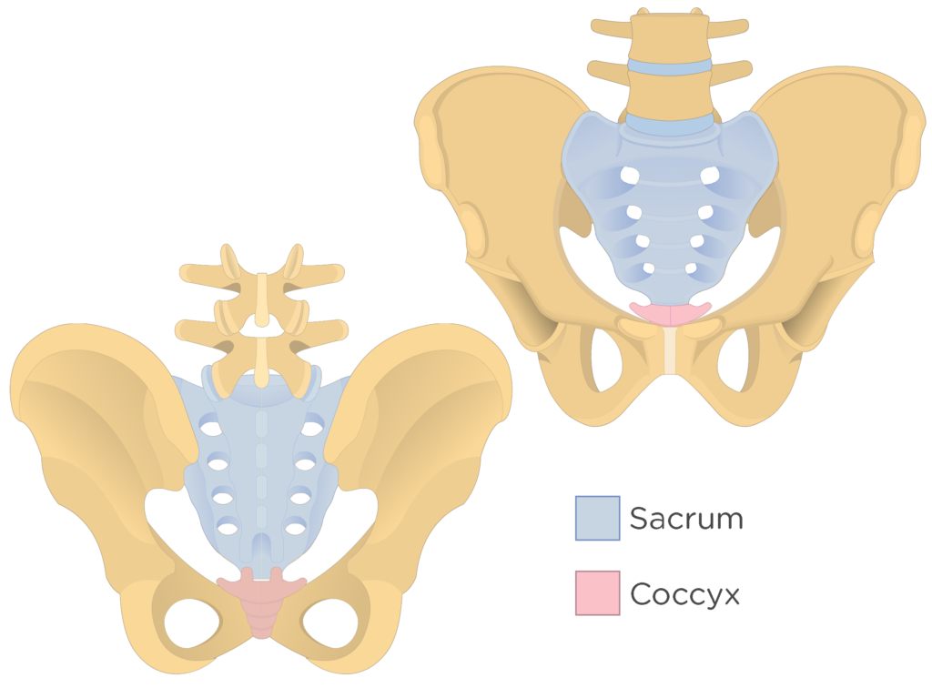 Healthy Street - WHAT'S UNDER THE SACRUM? The sacrum is a large
