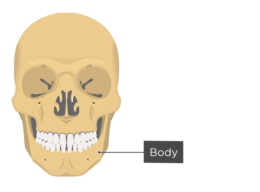 skull - anterior view - body of mandible