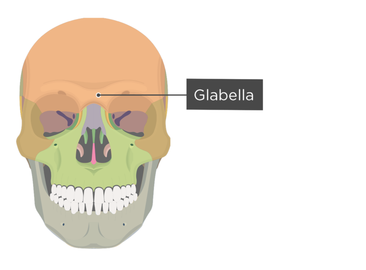 Skull Bone Markings - Anterior View