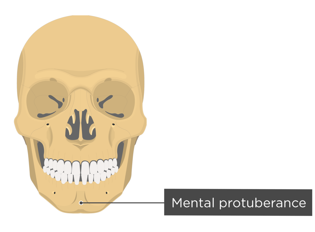 The skull bones anterior view