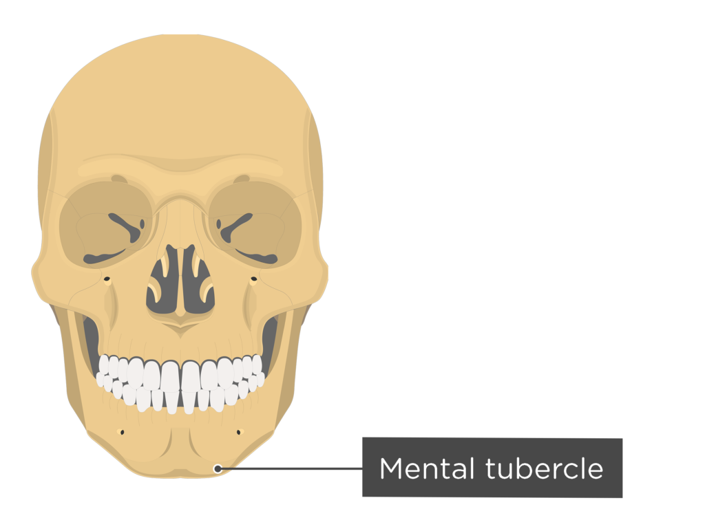 skull - anterior view - mental tubercle