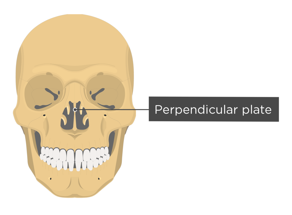 skull - anterior view - perpendicular plate