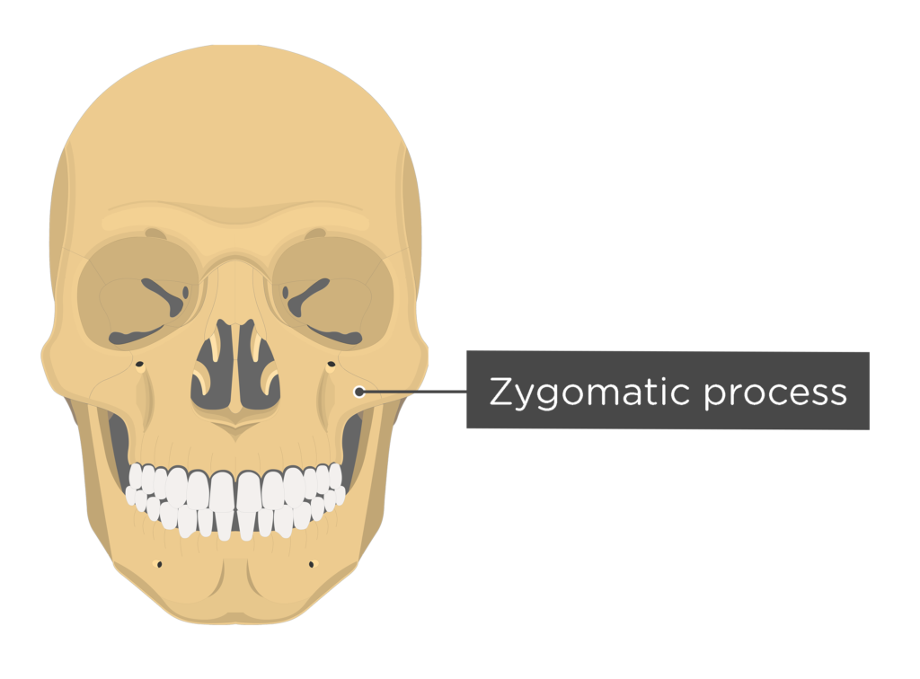 Сошник кость. Vomer Bone. Процессус зигоматикус. Сошник черепа анатомия. Os vomer кость.