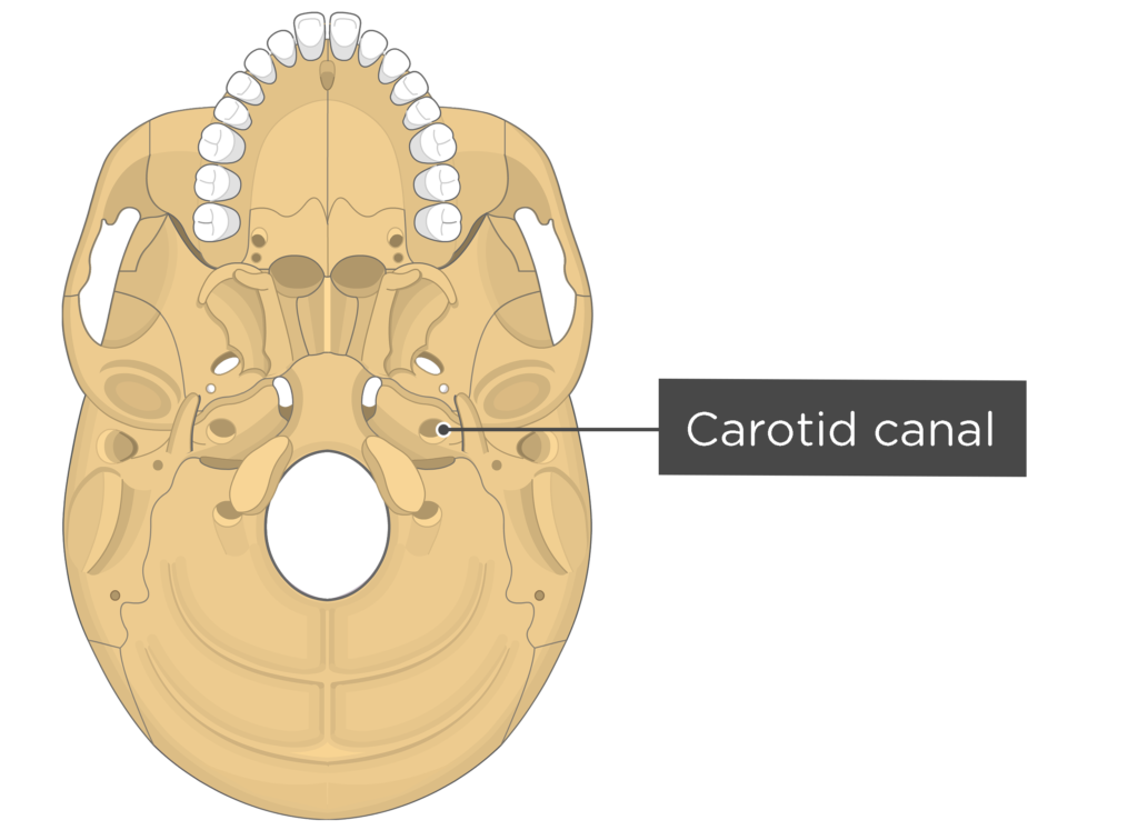 skull bone markings - inferior view - carotid canal