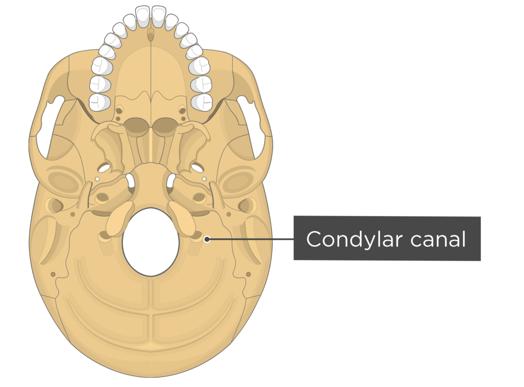skull bone markings - inferior view - condylar canal