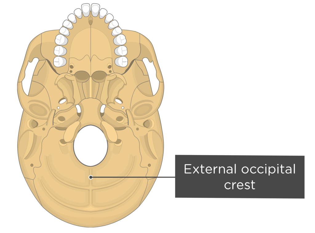 skull bone markings - inferior view - external occipital crest