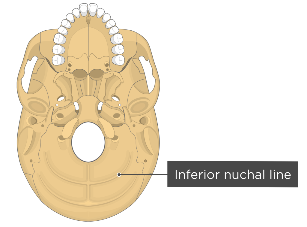 skull bone markings - inferior view - inferior nuchal line