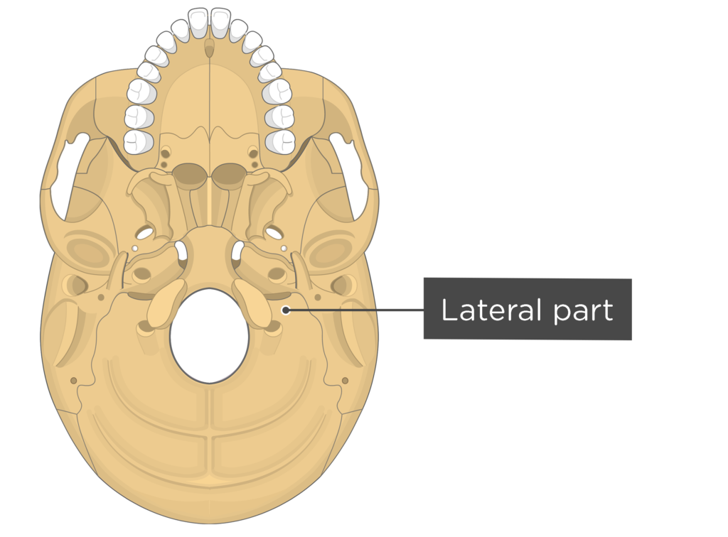 skull bone markings - inferior view - lateral part