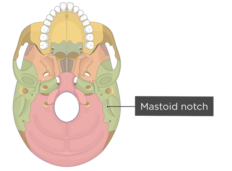 Skull Bone Markings - Inferior View - Part 2