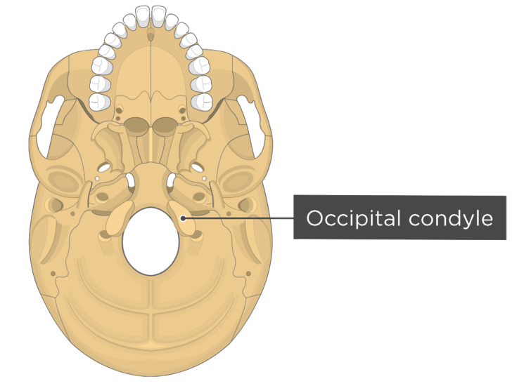 Skull Bone Markings - Inferior View - Part 2