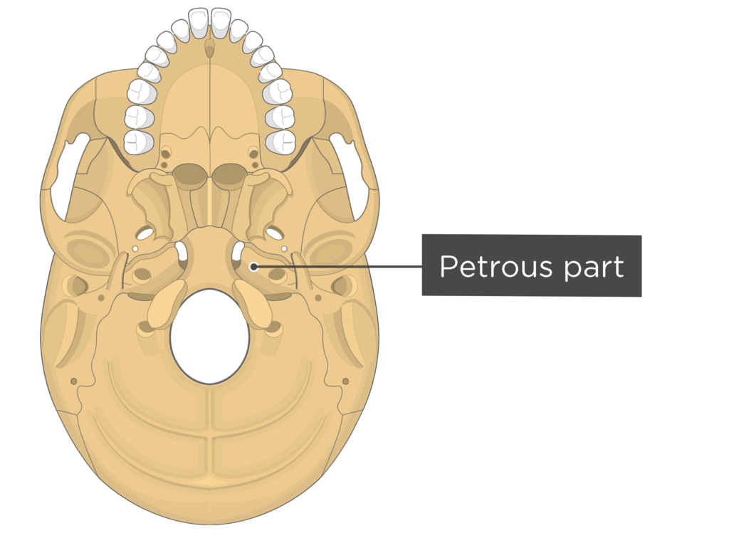 skull bone markings - inferior view - petrous part