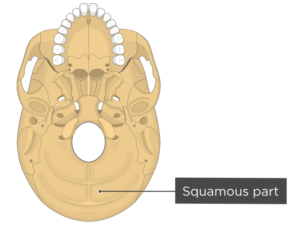 skull bone markings - inferior view - squamous part - occipital bone